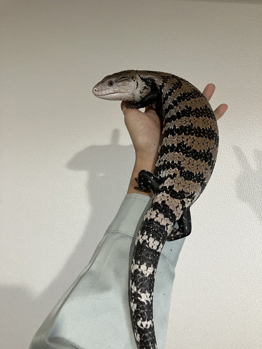 ハンドリングというのをマジでしないので稀に触ってもお互い嬉しくない
世のアオジタ触り人はこの爪に耐えてるの？モニターより痛いんだけど