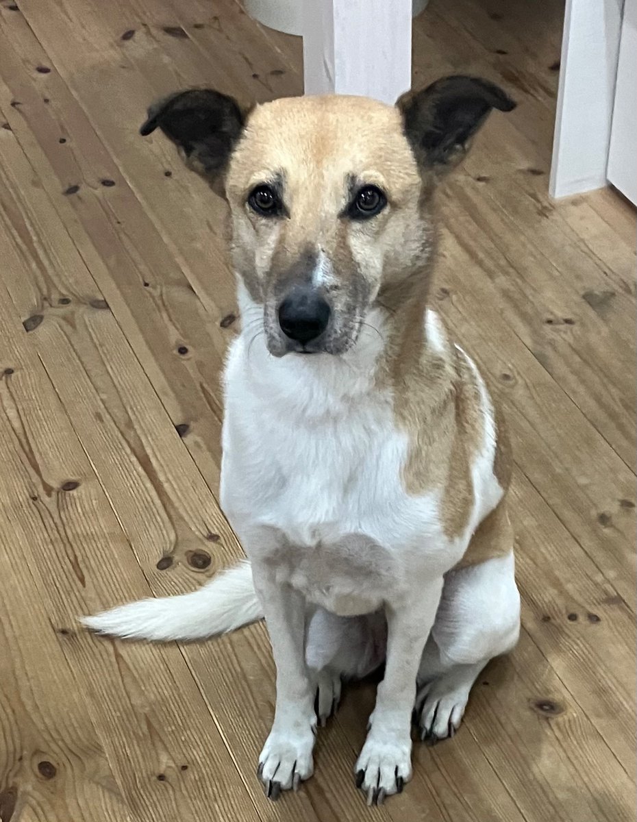 犬ページ 今日も座る姿がお美しい😍