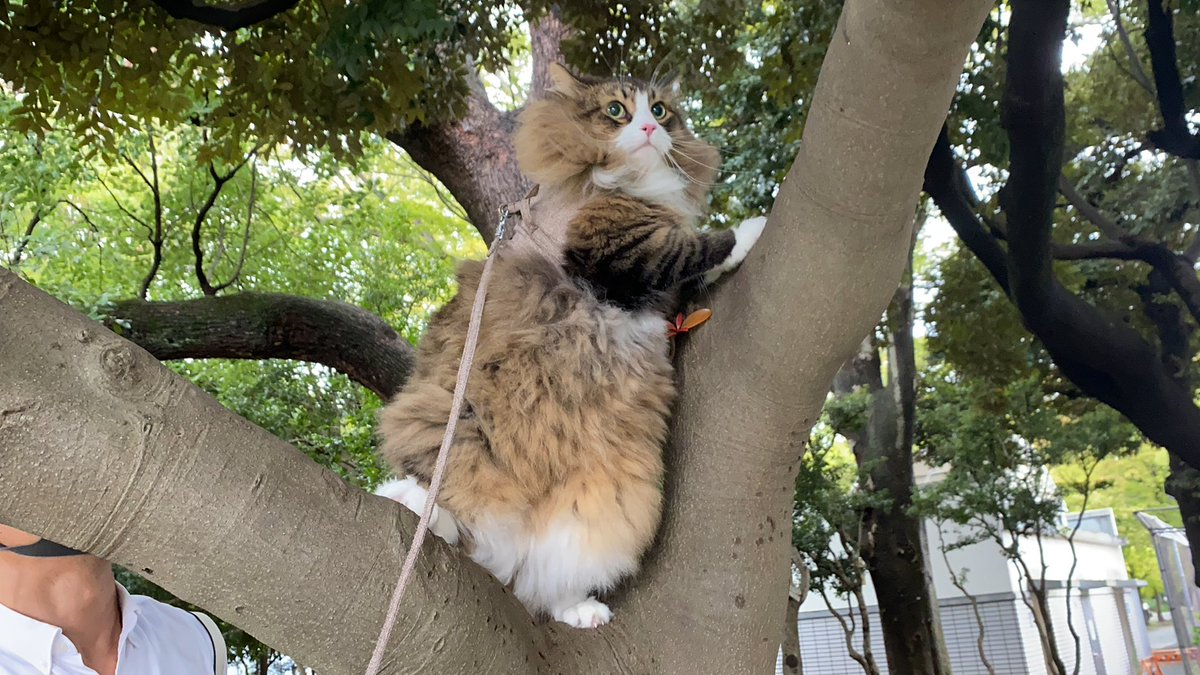 ocotacat's tweet photo. ฅ^•ω•^ฅおこた、木登り大好きでしゅ！ https://t.co/6lQKA8PtGb