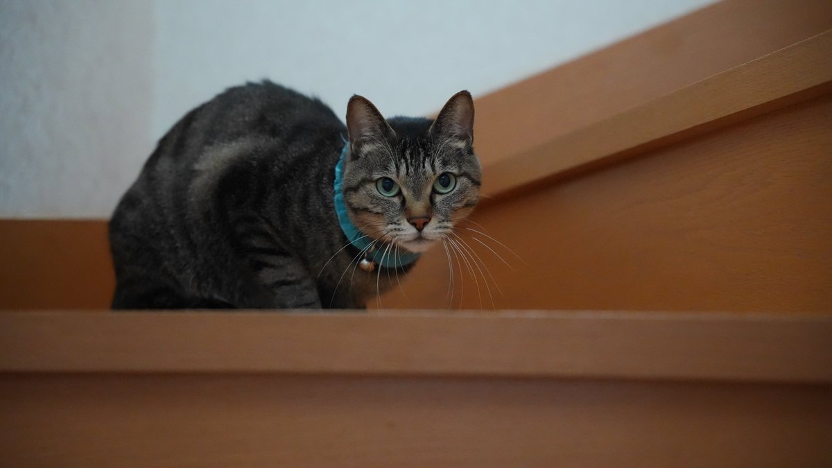 a7v発売日にきた！！！ sigmaの24 70 2.8で猫撮ってみた かわいいッ