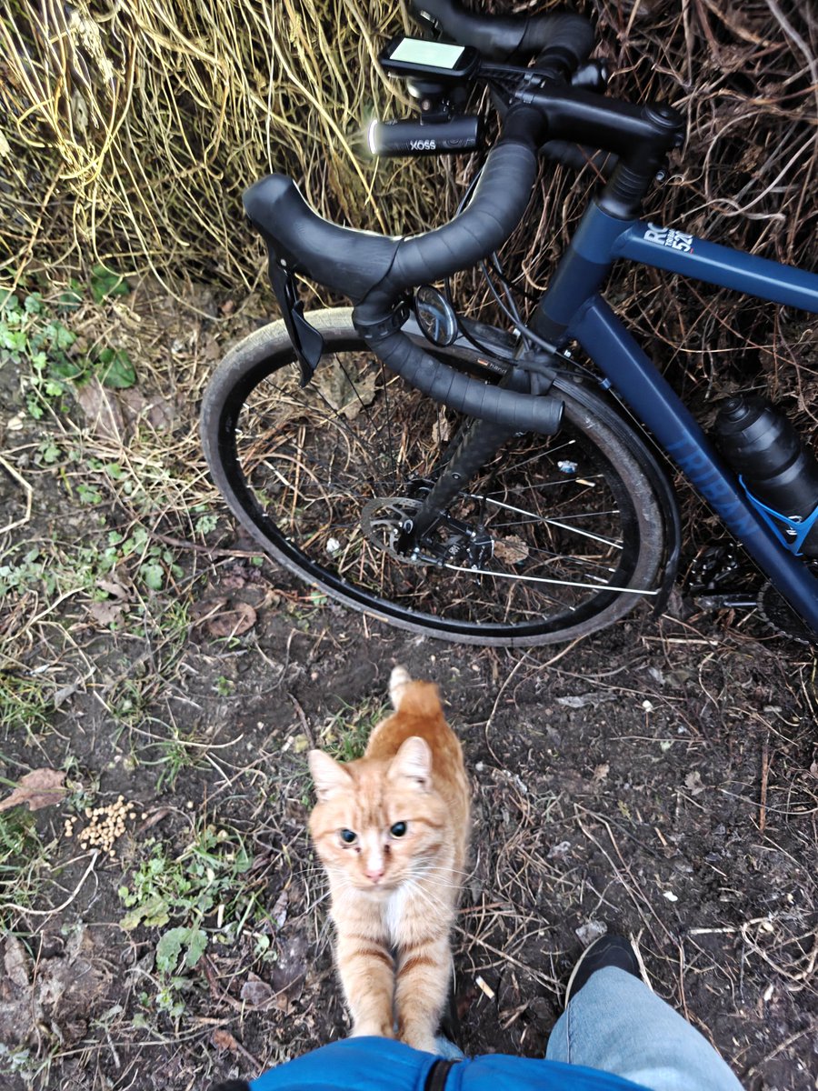 Біля розбитого шахедом будинку, щоранку сидить кіт. Намагався сьогодні підгодувати, а він на корм нуль уваги. Одразу проситься на ручки😭