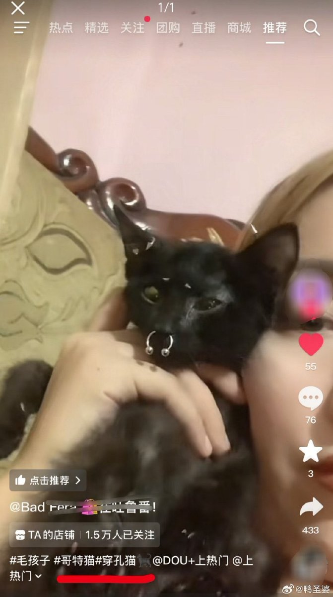 In the United States, cats are being kidnapped by a <a href="/amazon/">Amazon</a> <a href="/AmazonHelp/">Amazon Help</a> , and in China people are putting piercings on cats — what a crazy world we live in. We have to change this. Animal abuse should be reduced to zero. I am truly grateful to, and have great respect for, the