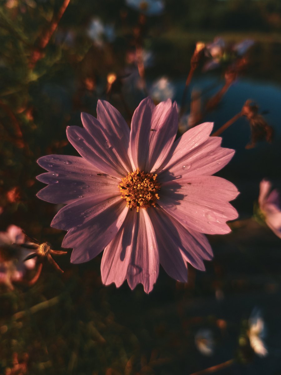 OPPOJapan's tweet image. 「これが、スマホで撮った写真？」
#OPPOFindX9 の発売に先駆け、フォトグラファーの真道 健志さんに、 その実力を試していただきました📸

写し出されたのは、息をのむほど美しい 「リアル」な瞬間の数々。

新搭載のマルチスペクトルカメラが、 その場の光の色を正確に捉え、…