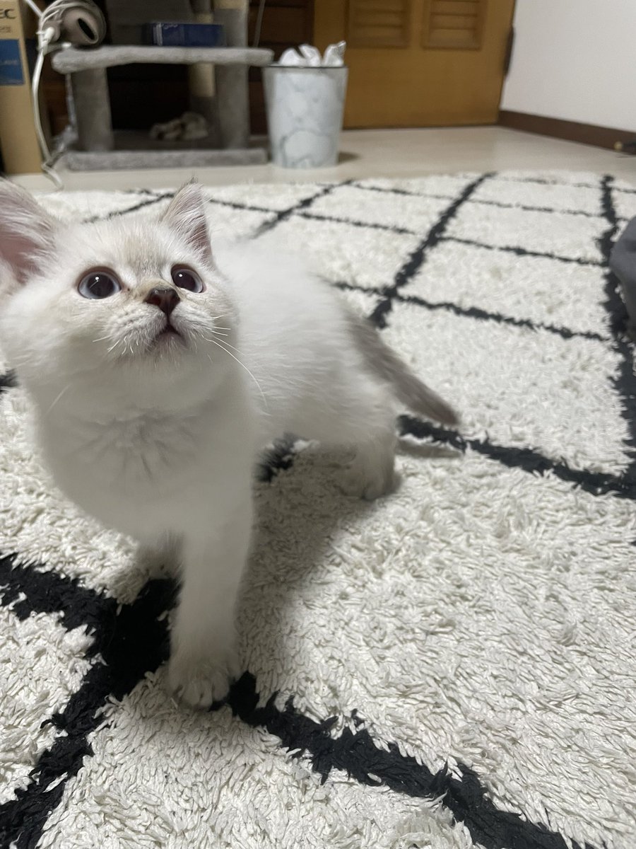 ルリ (@ruri_1113bu) / Posts / X