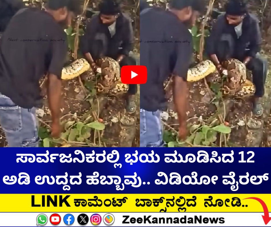 ZeeKannadaNews's tweet image. ಸಾರ್ವಜನಿಕರಲ್ಲಿ ಭಯ ಮೂಡಿಸಿದ 12 ಅಡಿ ಉದ್ದದ ಹೆಬ್ಬಾವು....

#Python #12footPython #ViralVideo #BallPython #ViralNews

zeenews.india.com/kannada/viral/…