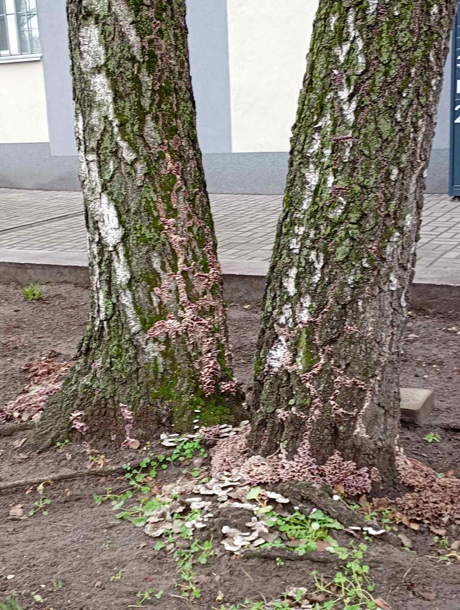 Ранку! 🙏
МИ з УКраїни! 🇺🇦