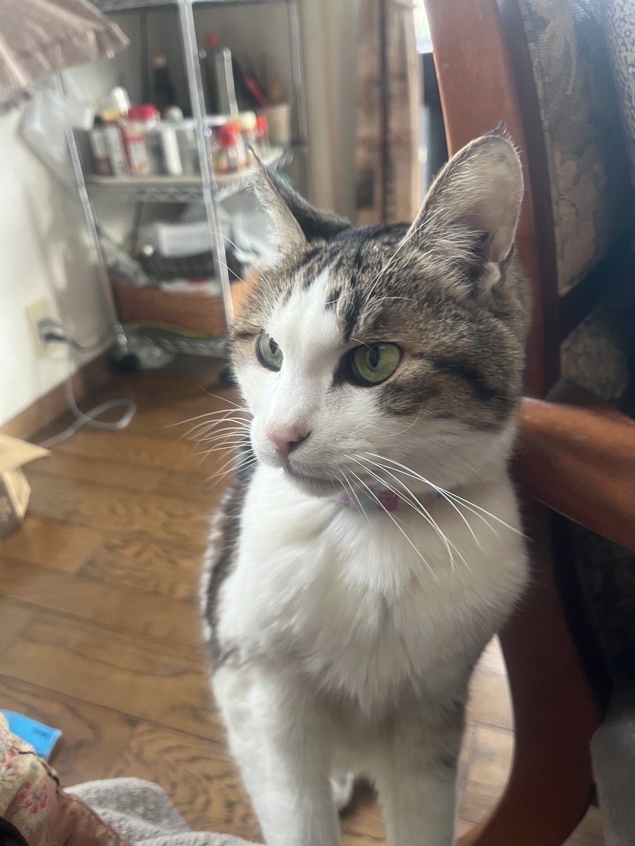 息子の病院🏥ついでに診てもらったら‥猫アレルギーとアトピー重なって