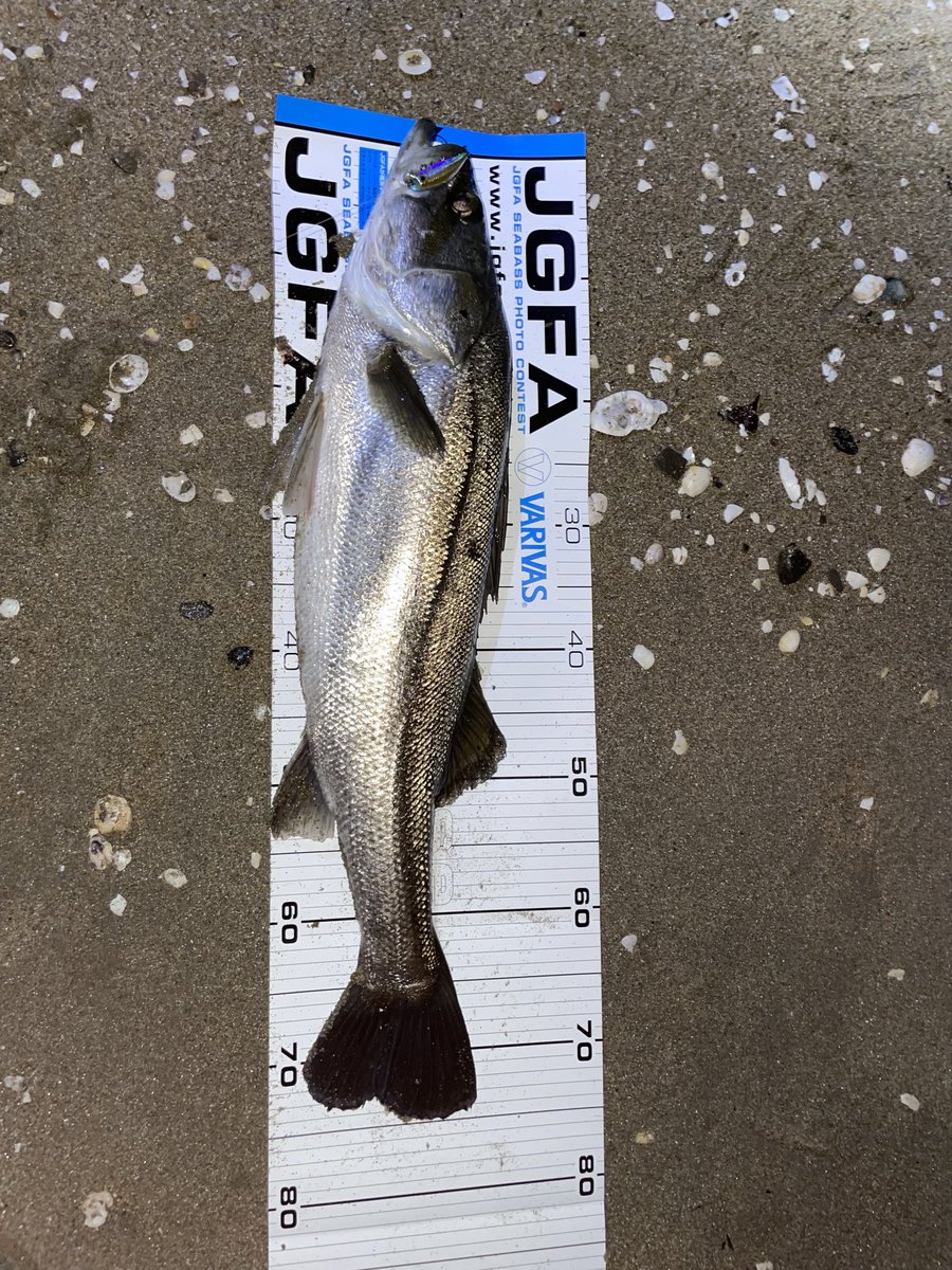 81cm→75cm
#シーバス