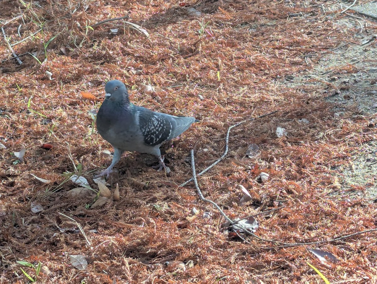 穏やかな天気の神戸
夏靴でも良かったかも
足痛で早めにホテルにきました
＃冬のひとり旅