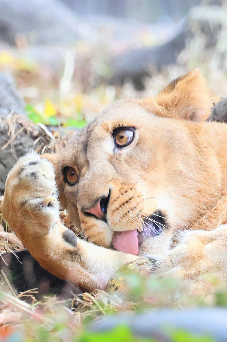 しおり (@clay_love55) / Posts / X