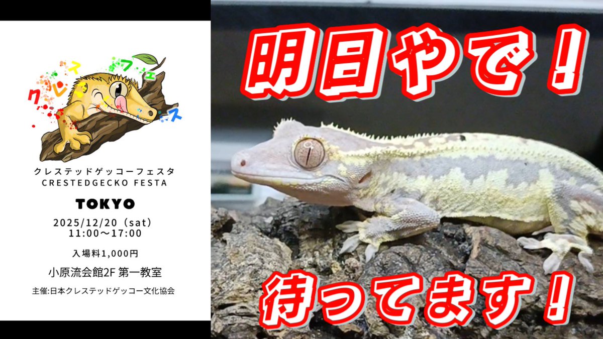 YouTube更新

【クレスフェス】

明日は…
いよいよクレスフェス！
今年最後のイベント出店です！

オリジナルTシャツも完成！

youtu.be/rnyOG4HaUxA

#クレスフェス
#クレステッドゲッコー