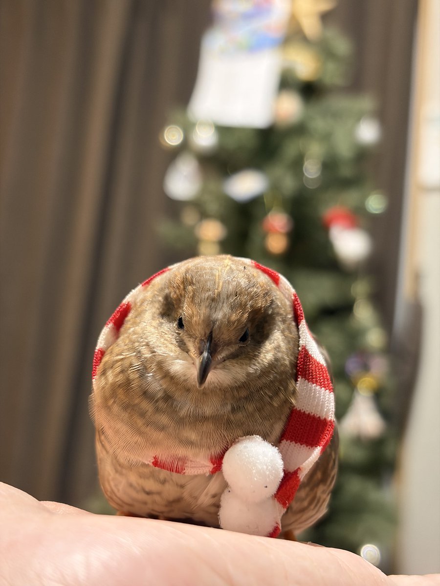 うずらちゃん うずらちゃん (@idd_o7) / Posts / X