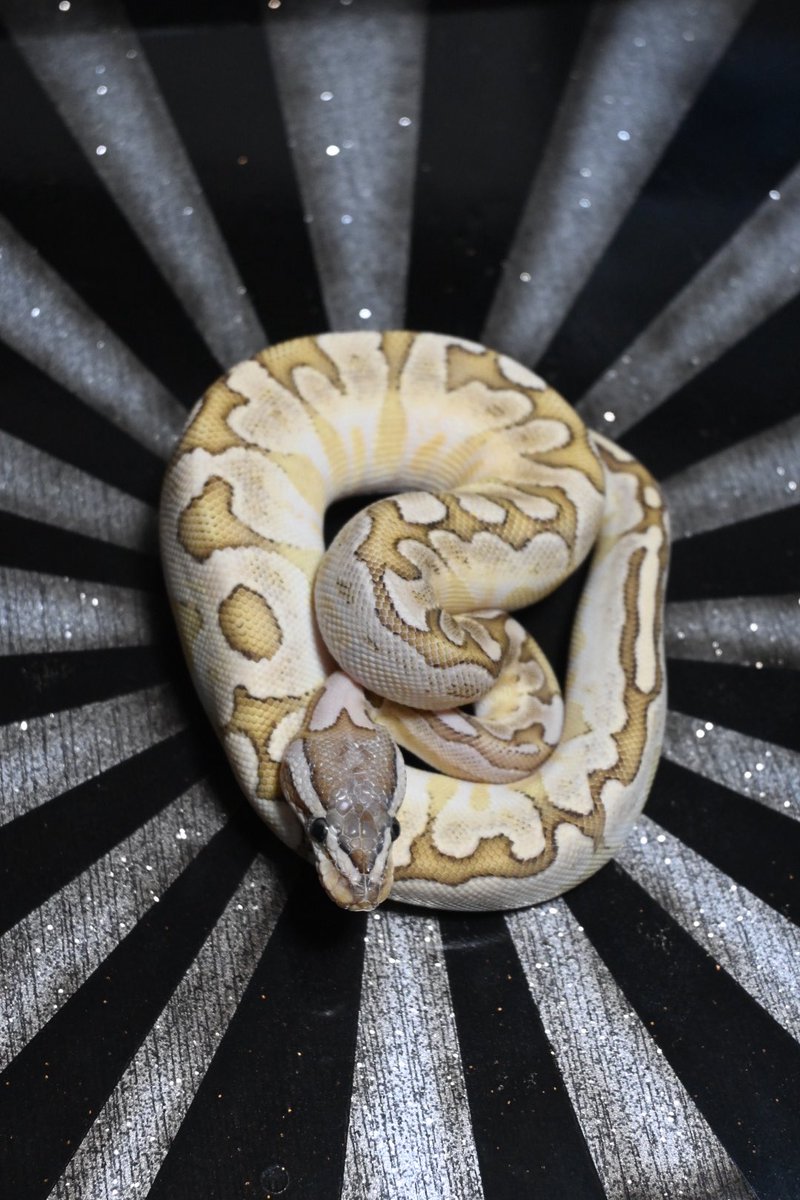 c_b_f060314's tweet image. パステル バンブー
het クラウン♀
￥25.000 販売中です🏝️

#ボールパイソン
#Ballpython
#CandyBallFamilia