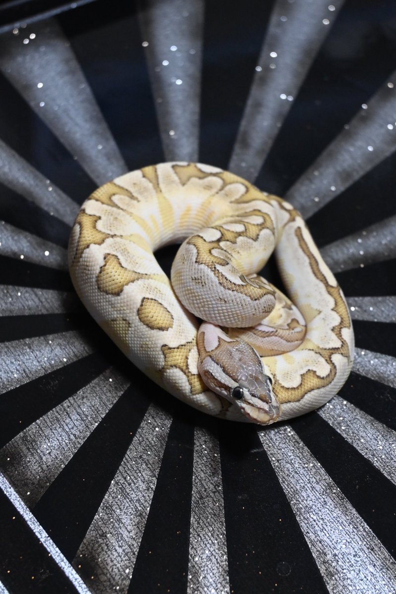 c_b_f060314's tweet image. パステル バンブー
het クラウン♀
￥25.000 販売中です🏝️

#ボールパイソン
#Ballpython
#CandyBallFamilia