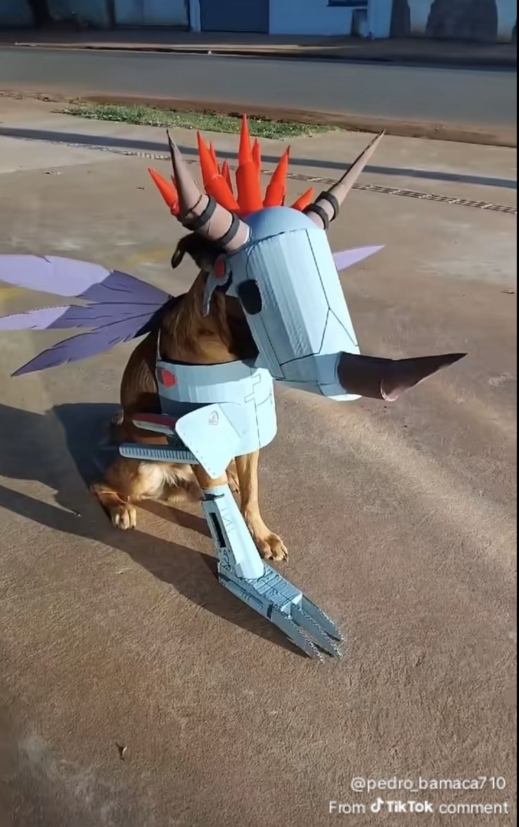 Shijishoutmon's tweet image. Dogs dressing up as digimon is the best