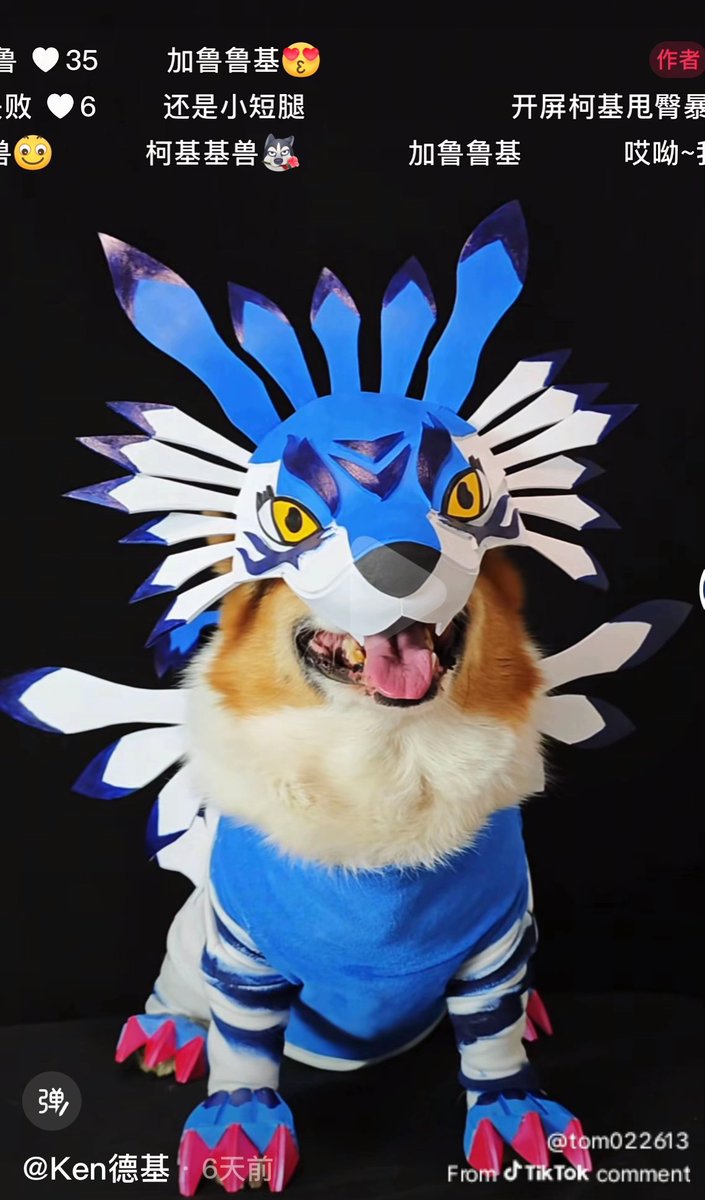 Shijishoutmon's tweet image. Dogs dressing up as digimon is the best