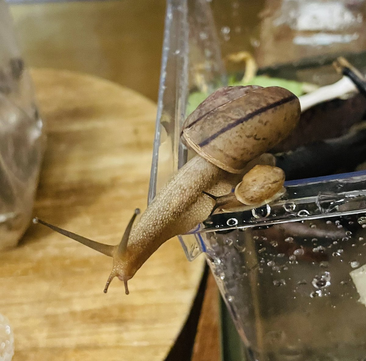 スズカSuzuka🗾🐌 (@pTeLaNOGHRtRPQ6) / Posts / X