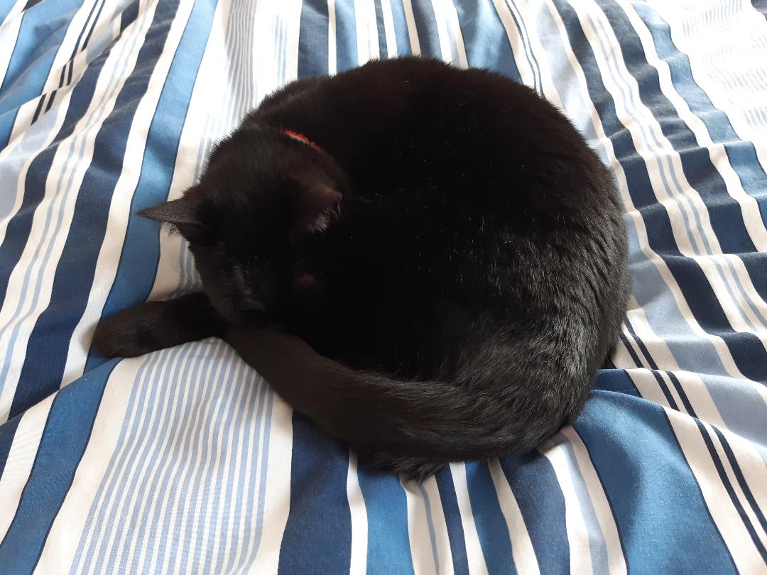 LanguagesCat's tweet image. Languages Cat's French Idiom Of the Day For Cats: 
avoir un poil dans la main (to have a hair in the hand) = to be bone idle!