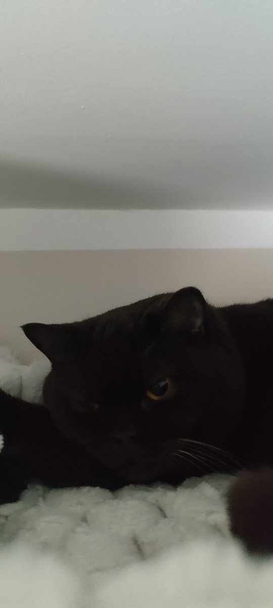 SpVVkyV's tweet image. Good morning meowers and meowettes