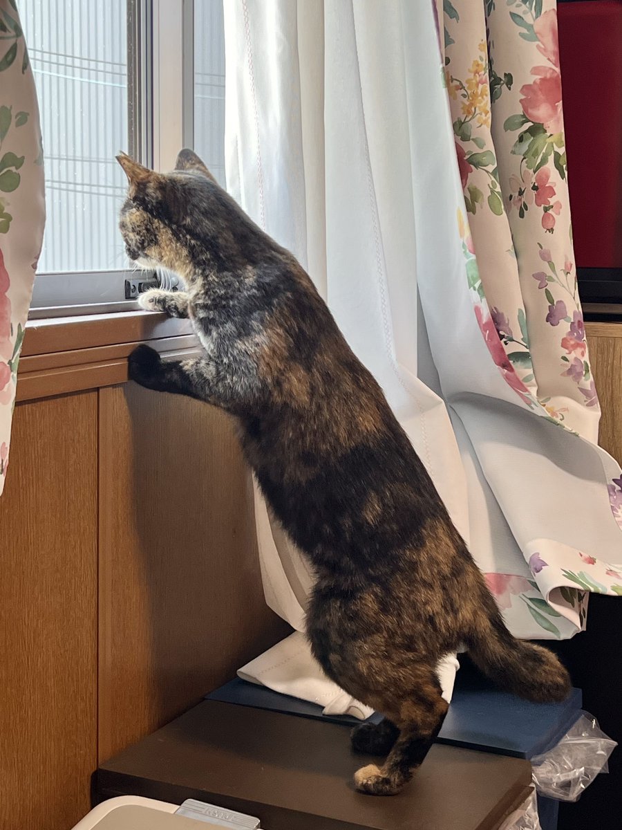 真は錆猫が好き 撫でられて嬉しいサビちゃん🧡🤎🖤 #ねこ #ネコ #猫 #cat #にゃんこ