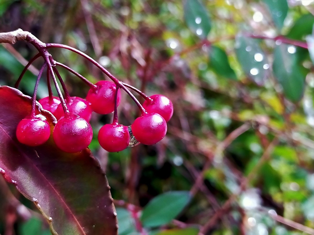 ferrishyn39's tweet image. 厳冬の古都 京都 雪の詩仙堂　庭園より
blog.livedoor.jp/denenlifemind/…
#キリトリセカイ　#旅行好きな人と繋がりたい　#写真好きな人と繫がりたい