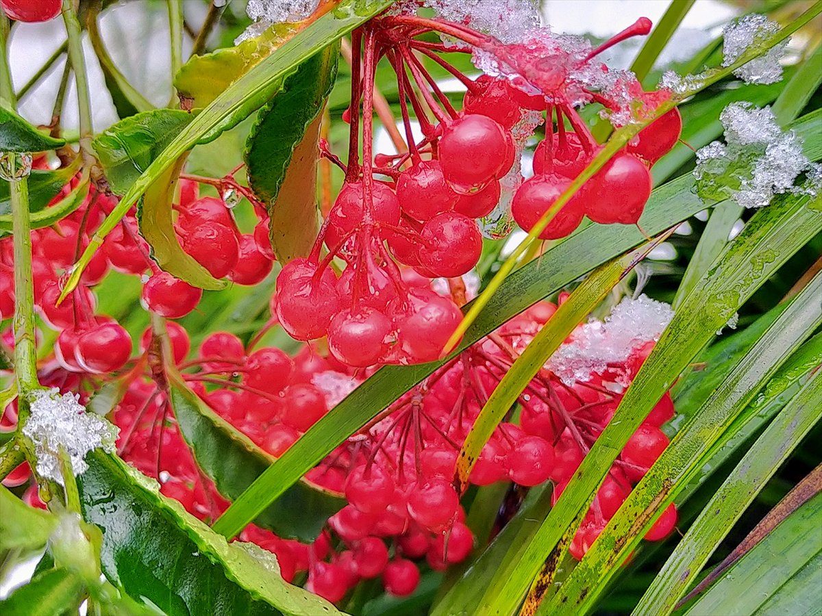 ferrishyn39's tweet image. 厳冬の古都 京都 雪の詩仙堂　庭園より
blog.livedoor.jp/denenlifemind/…
#キリトリセカイ　#旅行好きな人と繋がりたい　#写真好きな人と繫がりたい