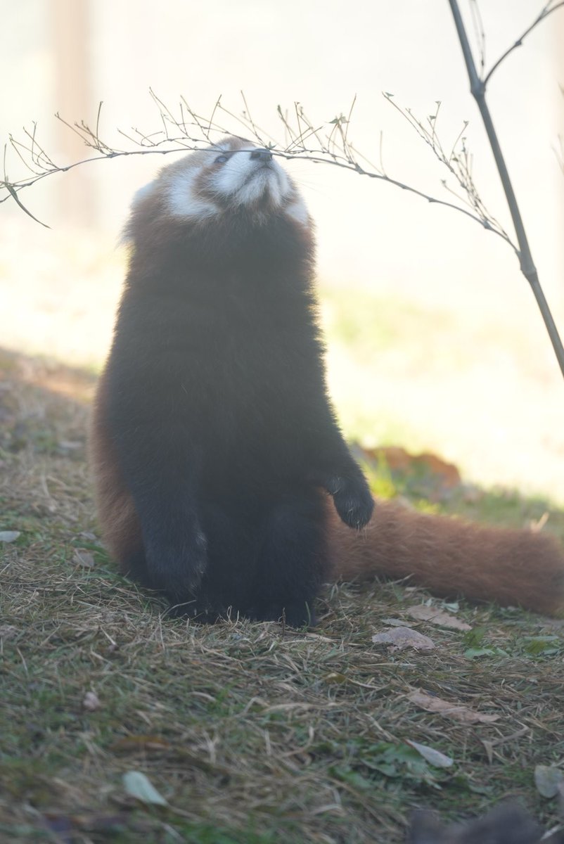 明日ね〜
お名前何になるかな
#茶臼山動物園