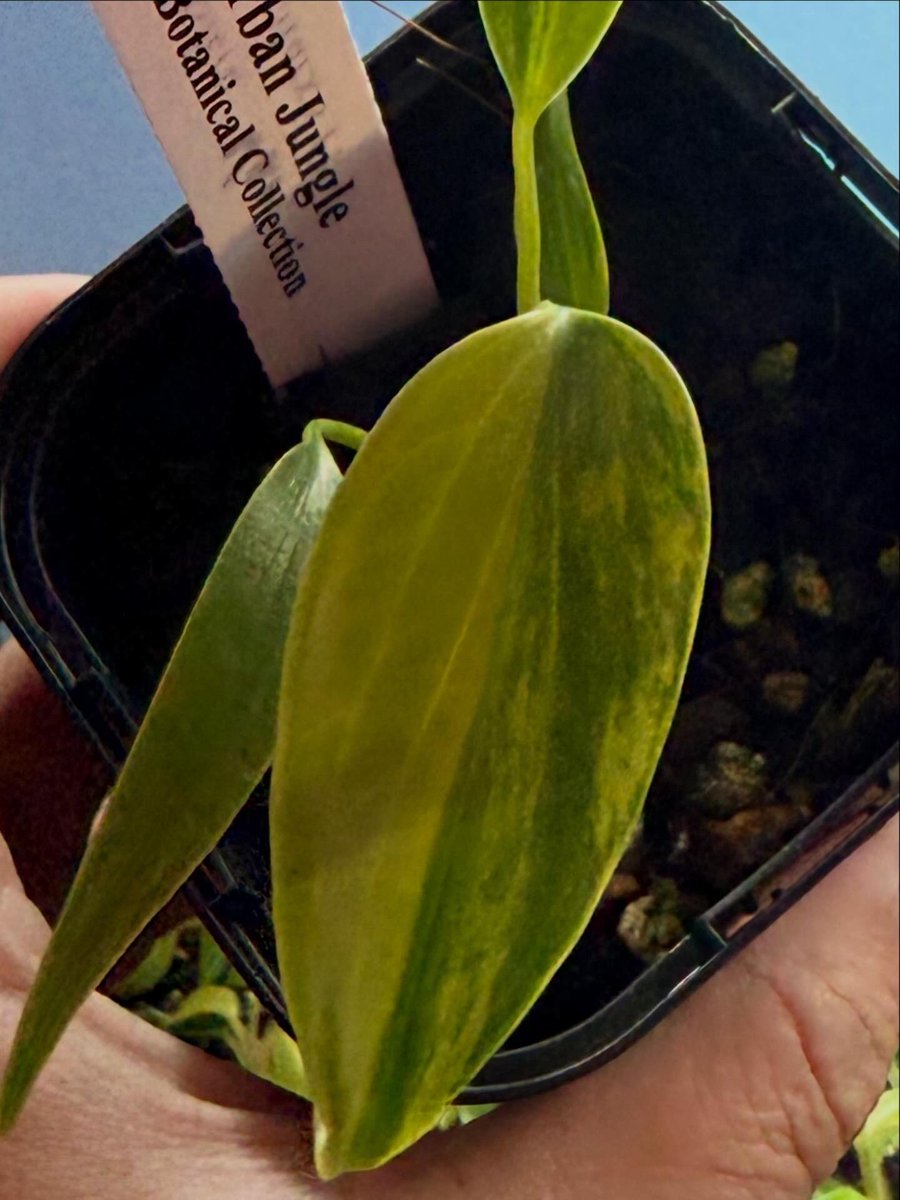 匠 (@takumi_plants) / Posts / X