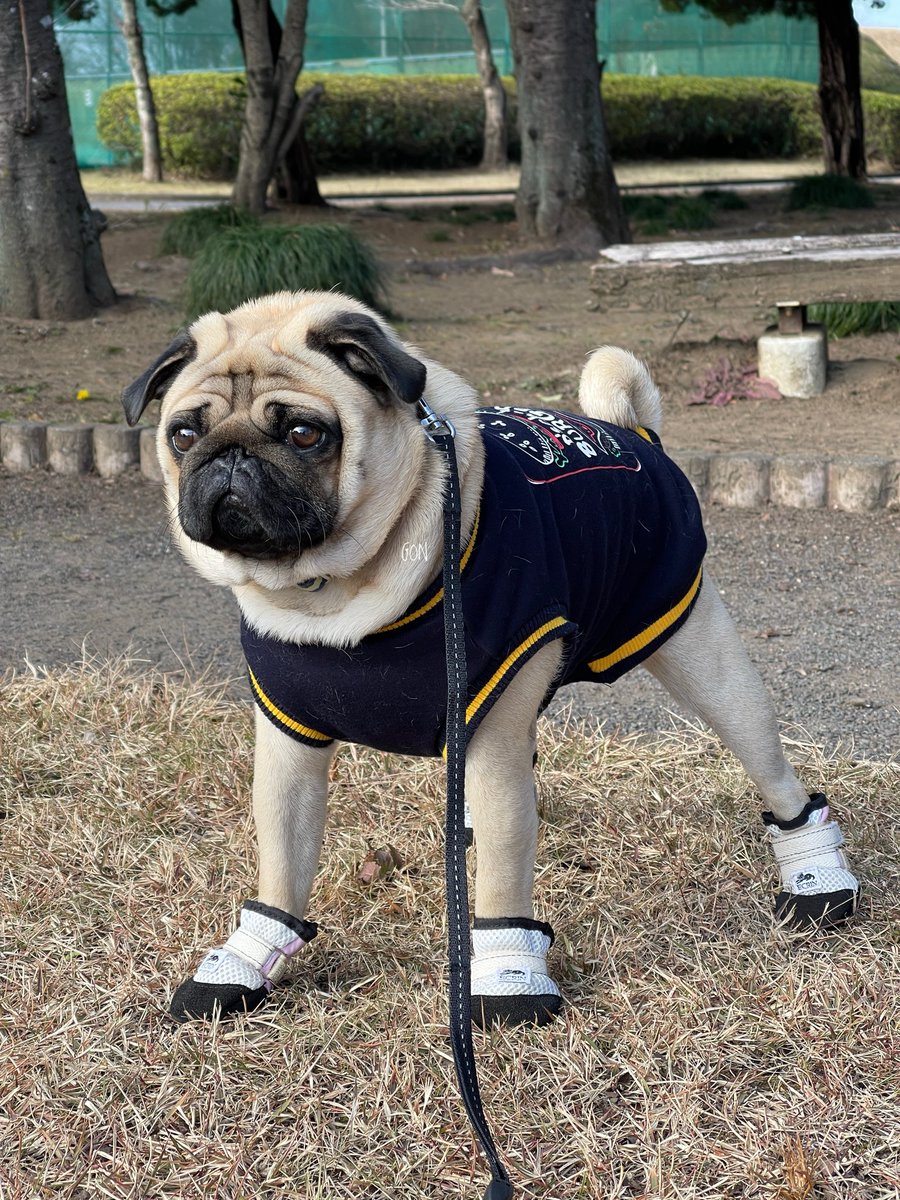 ばぐパグ (@pugbagu) / Posts / X