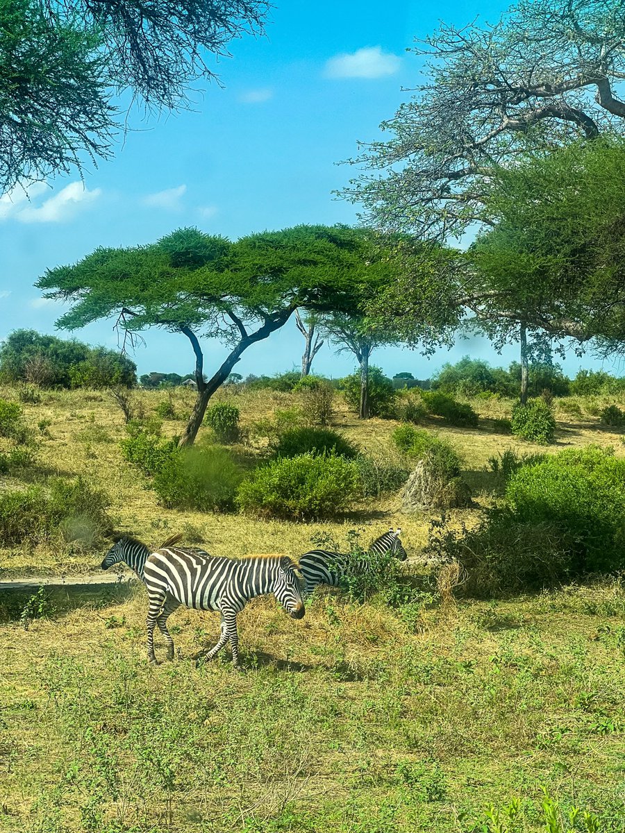 EverydayMbeya's tweet photo. Not all journeys are equal.

This holiday season, travel with us to Tarangire National Park, tour may also include Ngorongoro and Serengeti.

#tarangire #everydaymbeya https://t.co/GUMaYQ0vid