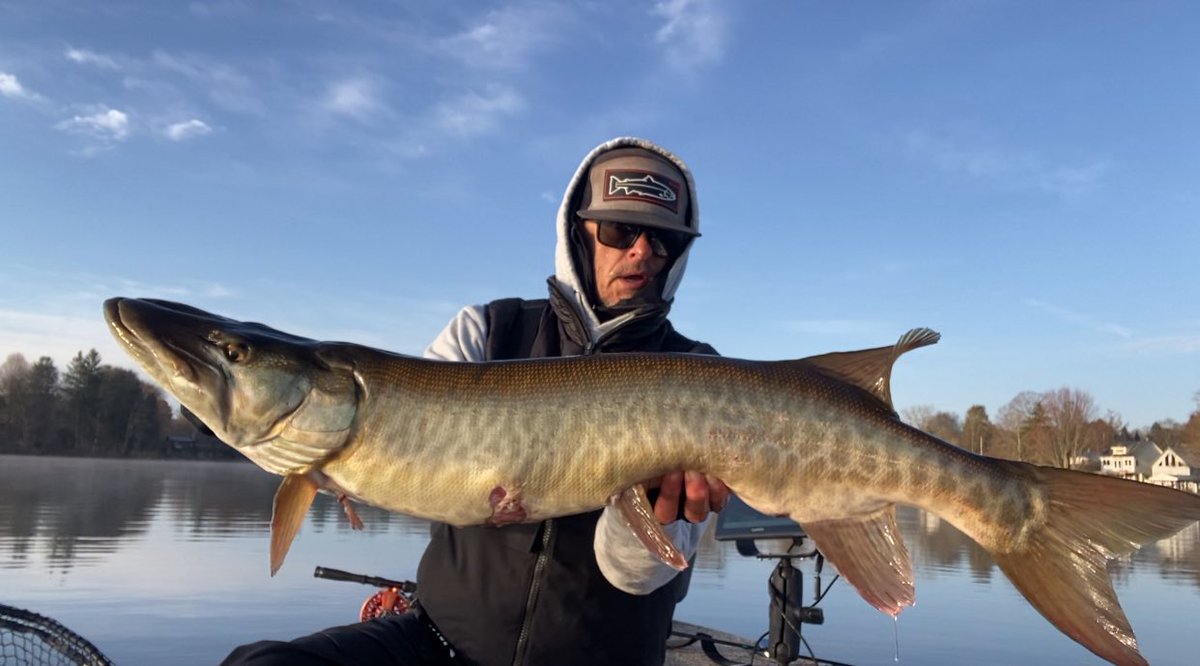 KeystoneAngler's tweet image. Nothin quite like a #musky attacking your fly in the figure eight! 

#keystoneanglersguideservice #flyfish #flyfishing #flyfishinglife #fish #fishing #fishinglife #fishingaddict #fishingislife #fishingtrip #muskie