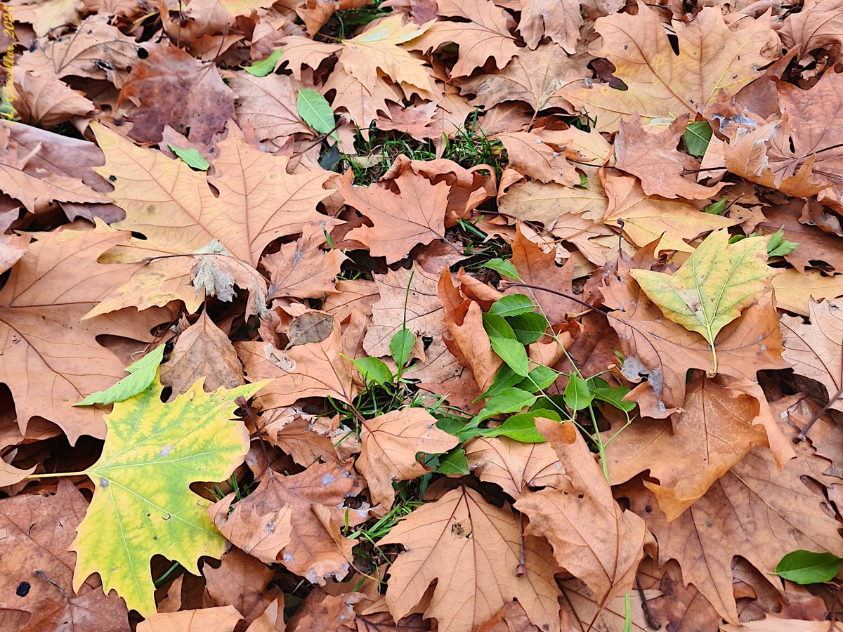 Apenas quedan hojas en los árboles de mi barrio. Más pronto que tarde caerán todas al suelo, los jardineros las barrerán y la otoñada será solo un recuerdo. Hasta el año que viene.

Madrid, España. Diciembre de 2025.  

#garcellor #fotosconmovil #coloresdeotoño #otoñada #hojas