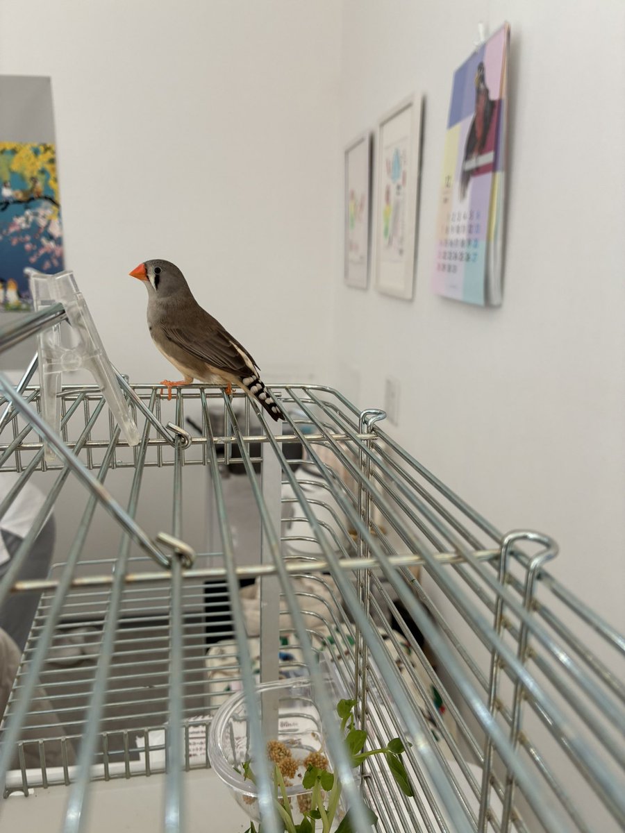 とりアート &アトリエショップAtelier Birdie (@vivid_birds) / Posts / X