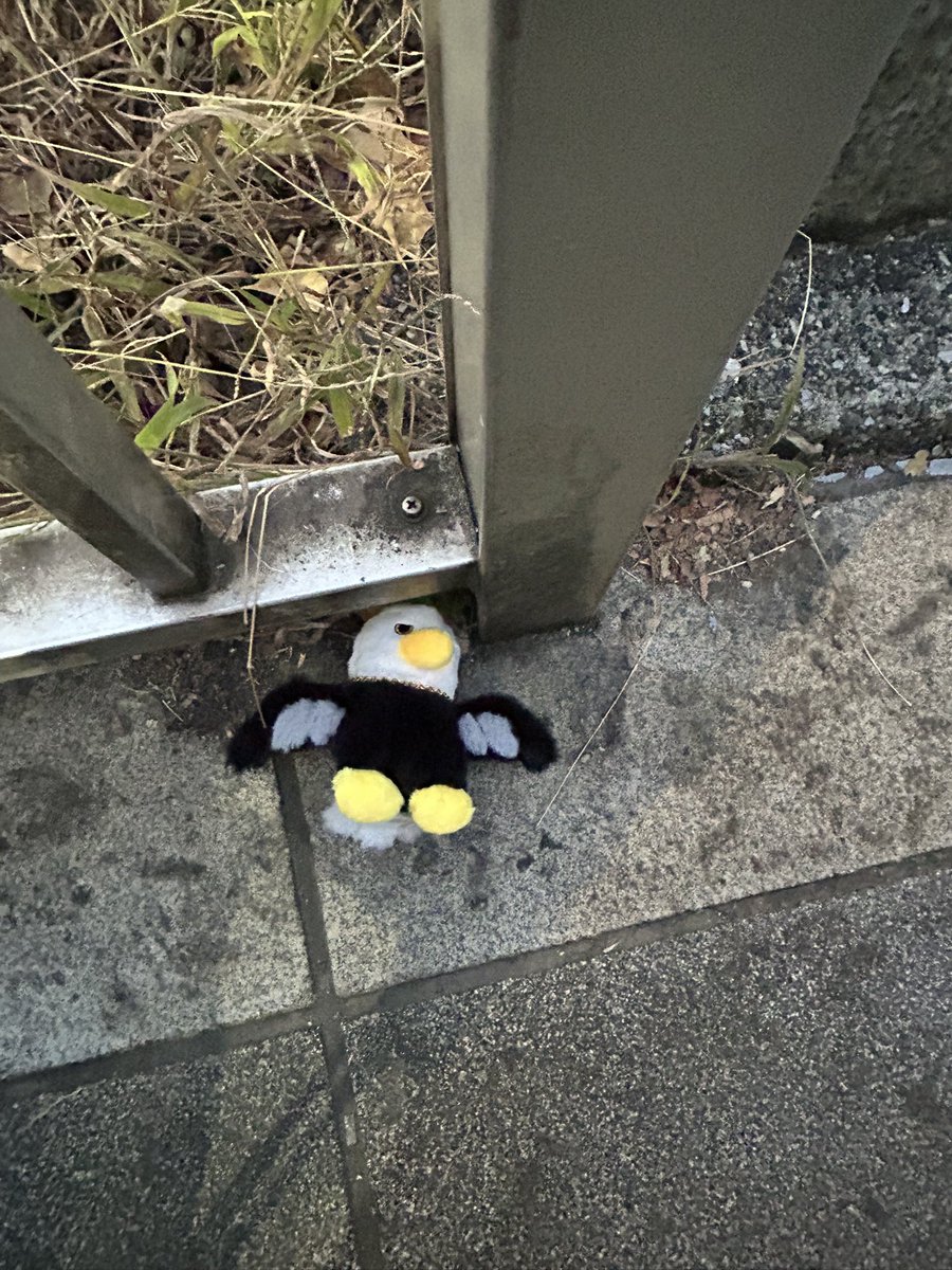 にゃんち (@8426Nyanchi) / Posts / X