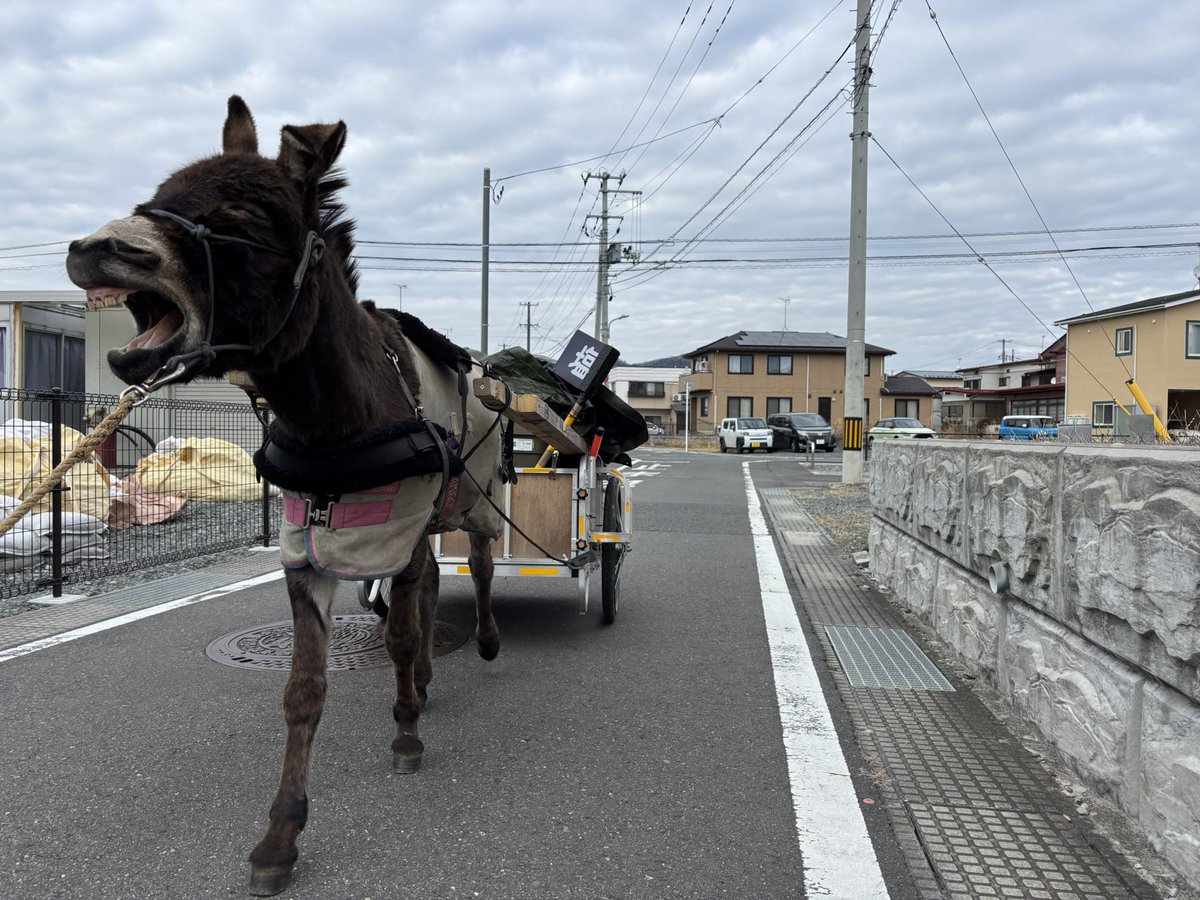 歩きながらあくびしてる。