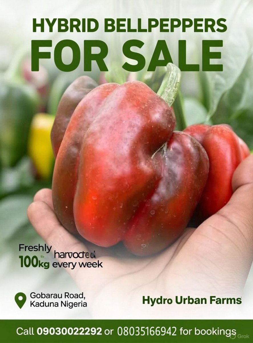 Hydro_Farms's tweet photo. Place your orders please😁! 👩‍🌾 🫑
#beplllpeppers #nigeria #greenhouseexperts 

Contact us for all your modern farming needs! https://t.co/Qo22G0cHrF