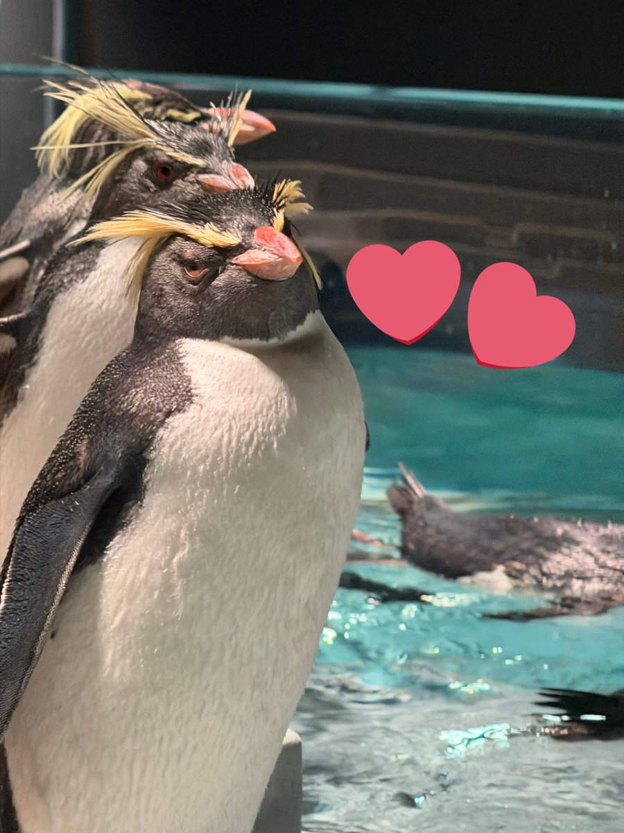 aoao様用です*¨*•.¸♬︎ AOAO (@AOAO_info) / Highlights / X