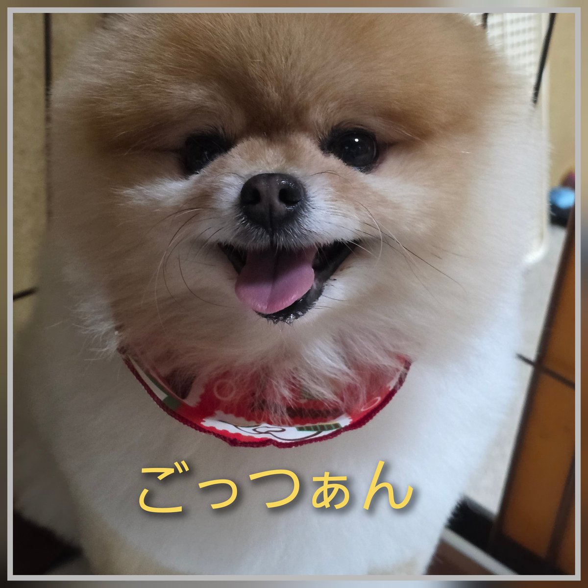 はっぴー動物園🐯 (@Xg3qBMASOCou2BM) / Posts / X