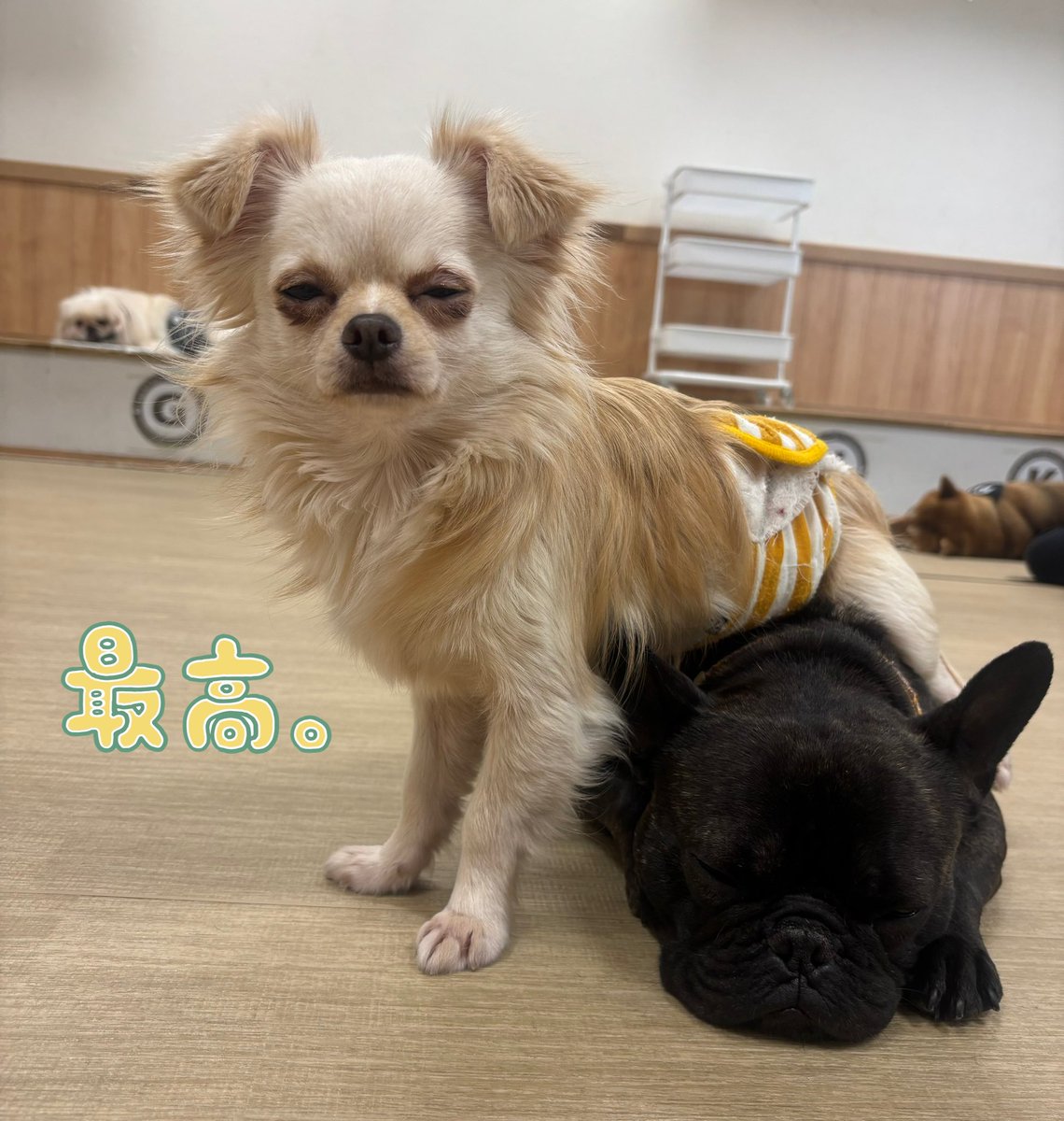 Dogs&CatsCafe月と太陽 (@tukitai_0605) / Posts / X