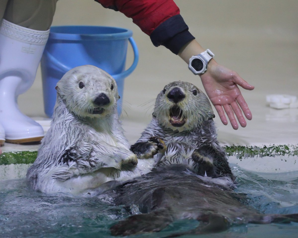 ウルトラ (@ULTRA_YAN) / Posts / X