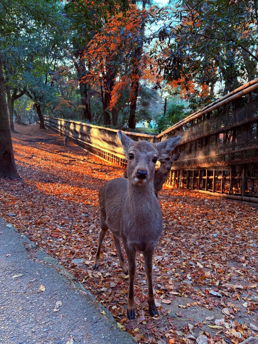 Divya2a2's tweet photo. #NaraPark #MapleLeaves #Deer# https://t.co/u6q3APfrHd