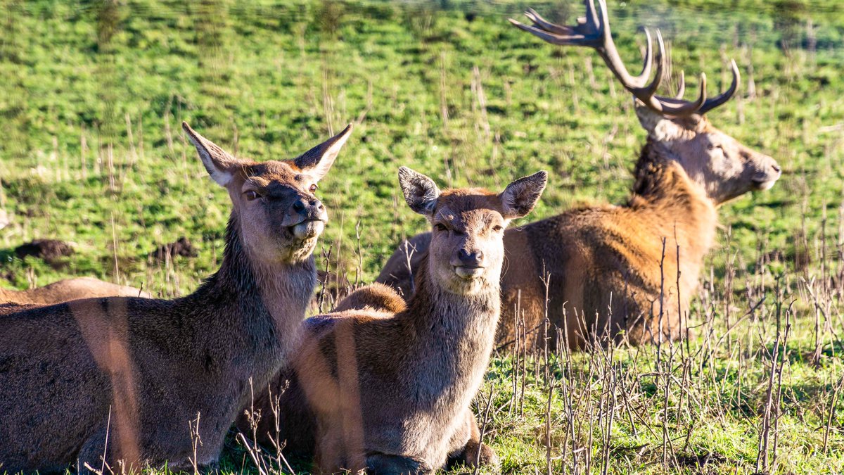 Cliff Salt tweet media