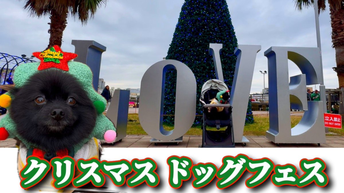 黒ポメラニアンのぷーちゃん (@phoochannel) / Posts / X