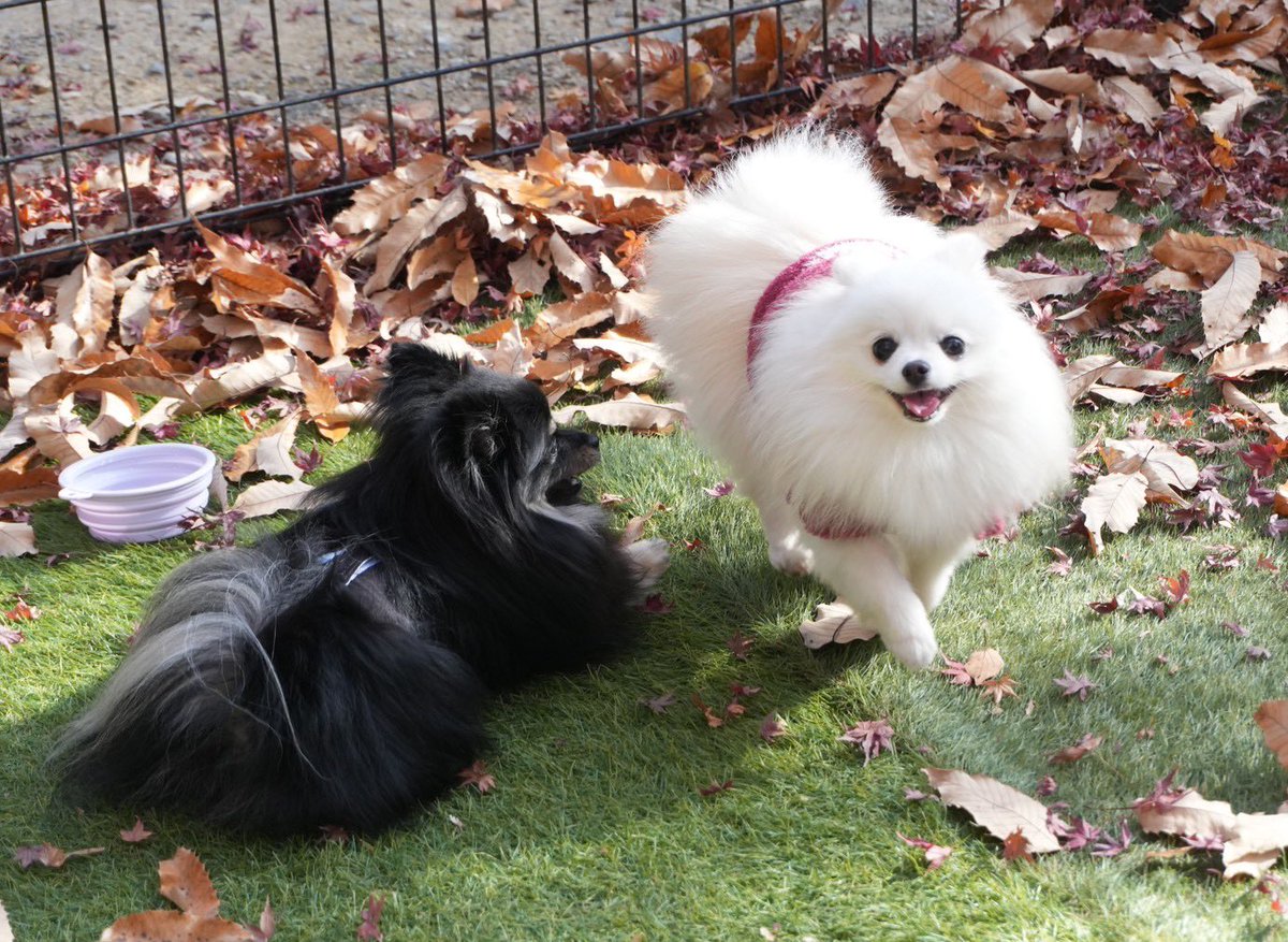 ミラーレスのカメラを買おうかめっちゃ悩んでる🥺
iPhone12も画質良いけど、↓のお友達がカメラで撮ってくれた写真はやっぱり素敵で🥹毛のふわっと感なのかな？
初心者におすすめのカメラあれば教えて欲しいです😭
ちなみにChatGPTのおすすめは
1位：Canon EOS R10
2位：Sony α6700
3位：Canon EOS R6