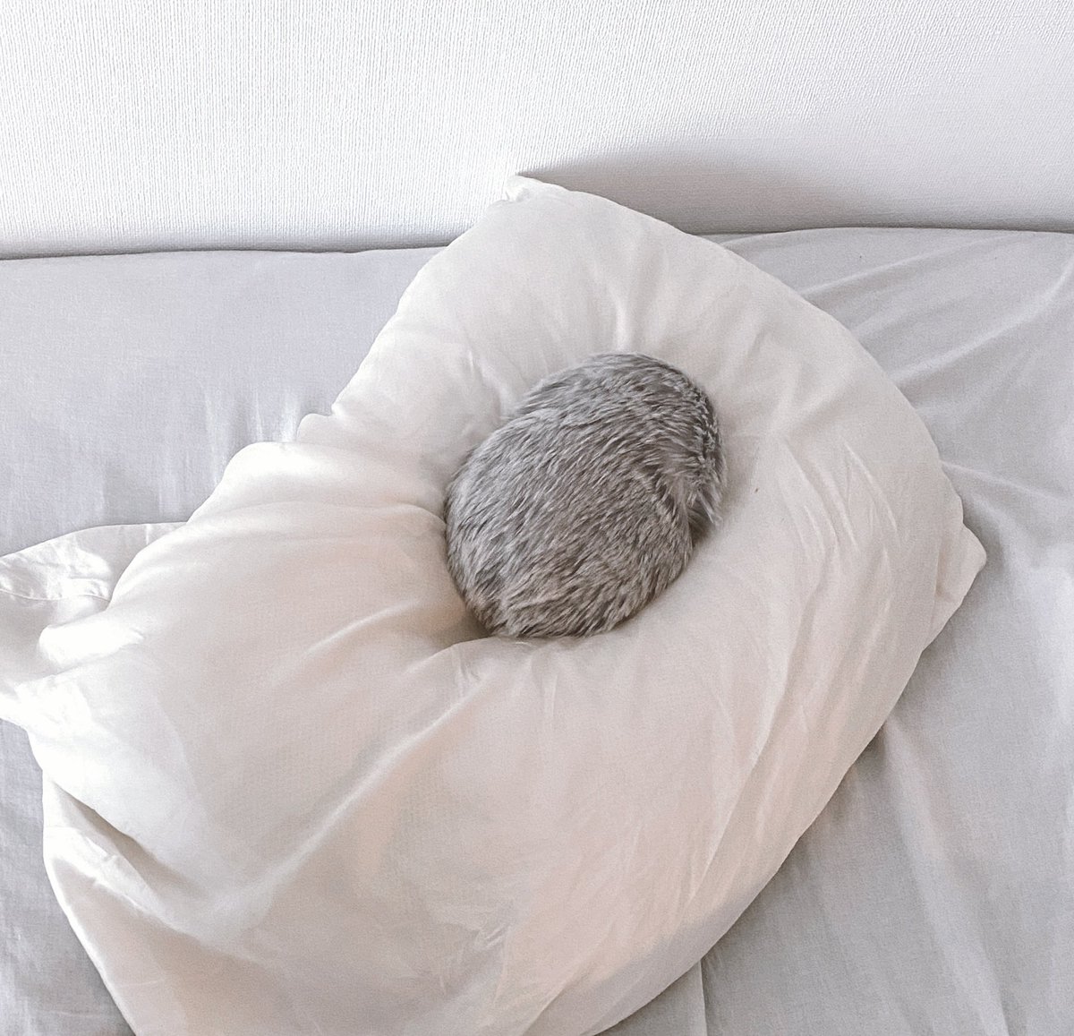 Asa (@kan_ami_ze_ami) / Posts / X