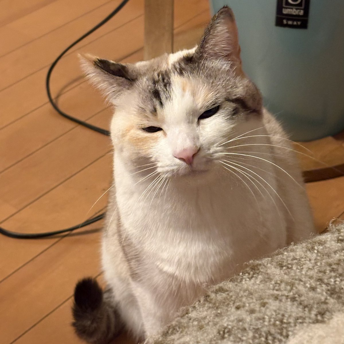 にこ太郎Gaming (@nikotarosun) / Posts / X