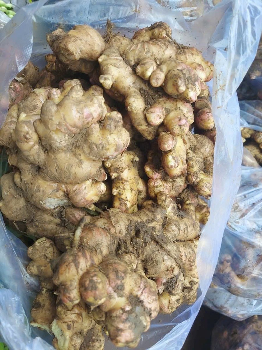 VSF202's tweet image. Vietnamese Fresh Ginger – 100–200g grade, spicy, light yellow ✔️
Packed: 20/30kg mesh bags 📦
Delivery: 7–10 days post LC/TT 🚚

🛎️ Contact: export1@vietseafarm.com.vn | +84 833 997 879

#FreshGinger #VietnamExport #Spices