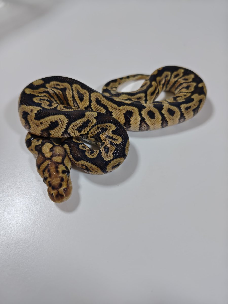 Gagaga8969's tweet image. 明日はよろしくお願いします。
#でらなごや 
#ボールパイソン