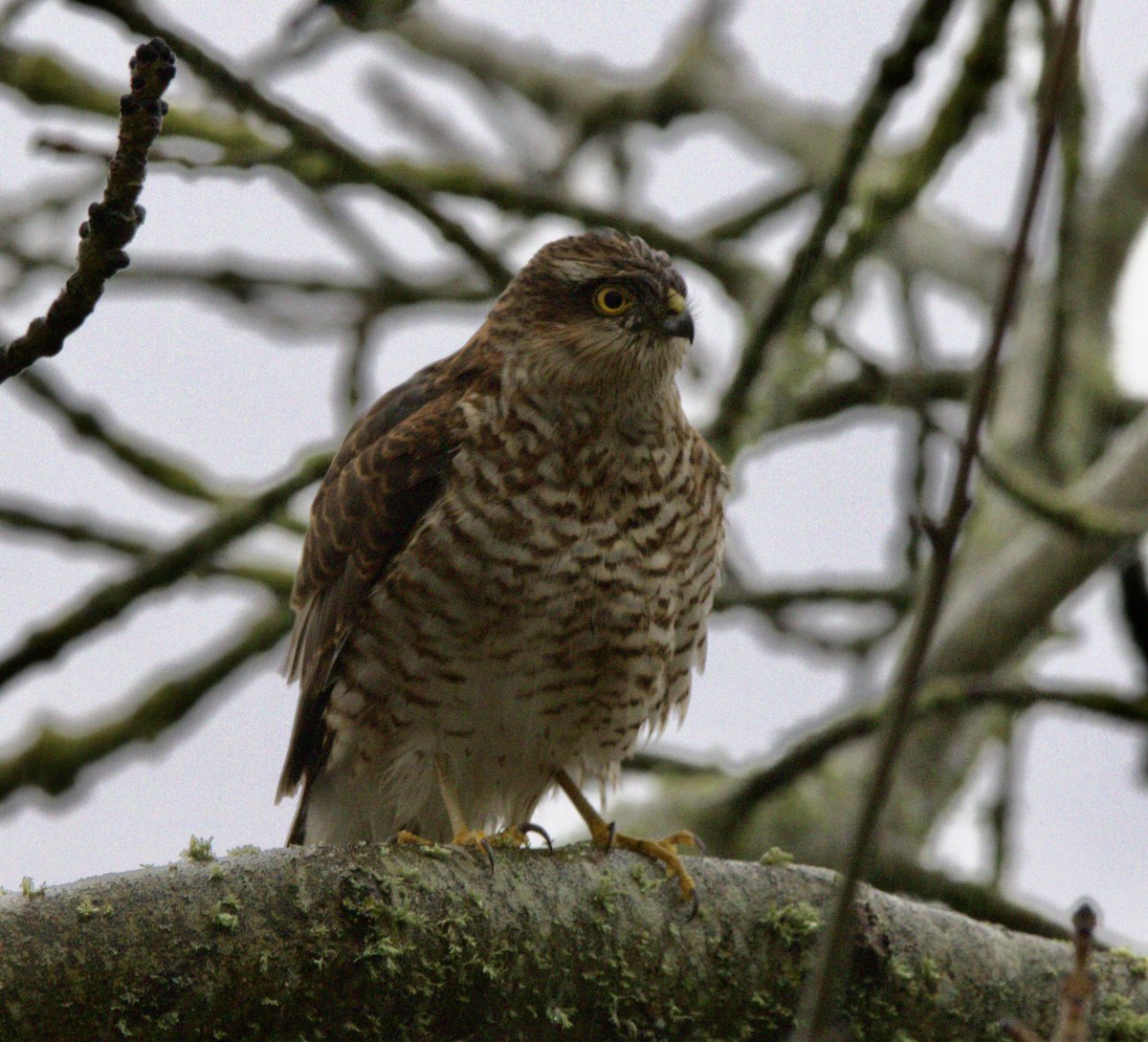 This sparrowhawk landed for a few seconds during its hunt.They often pause briefly to scan their surroundings before launching a rapid, low-level pursuit.Short wings and a long tail are perfectly adapted for quick acceleration and precise maneuvering through urban/rural habitats.