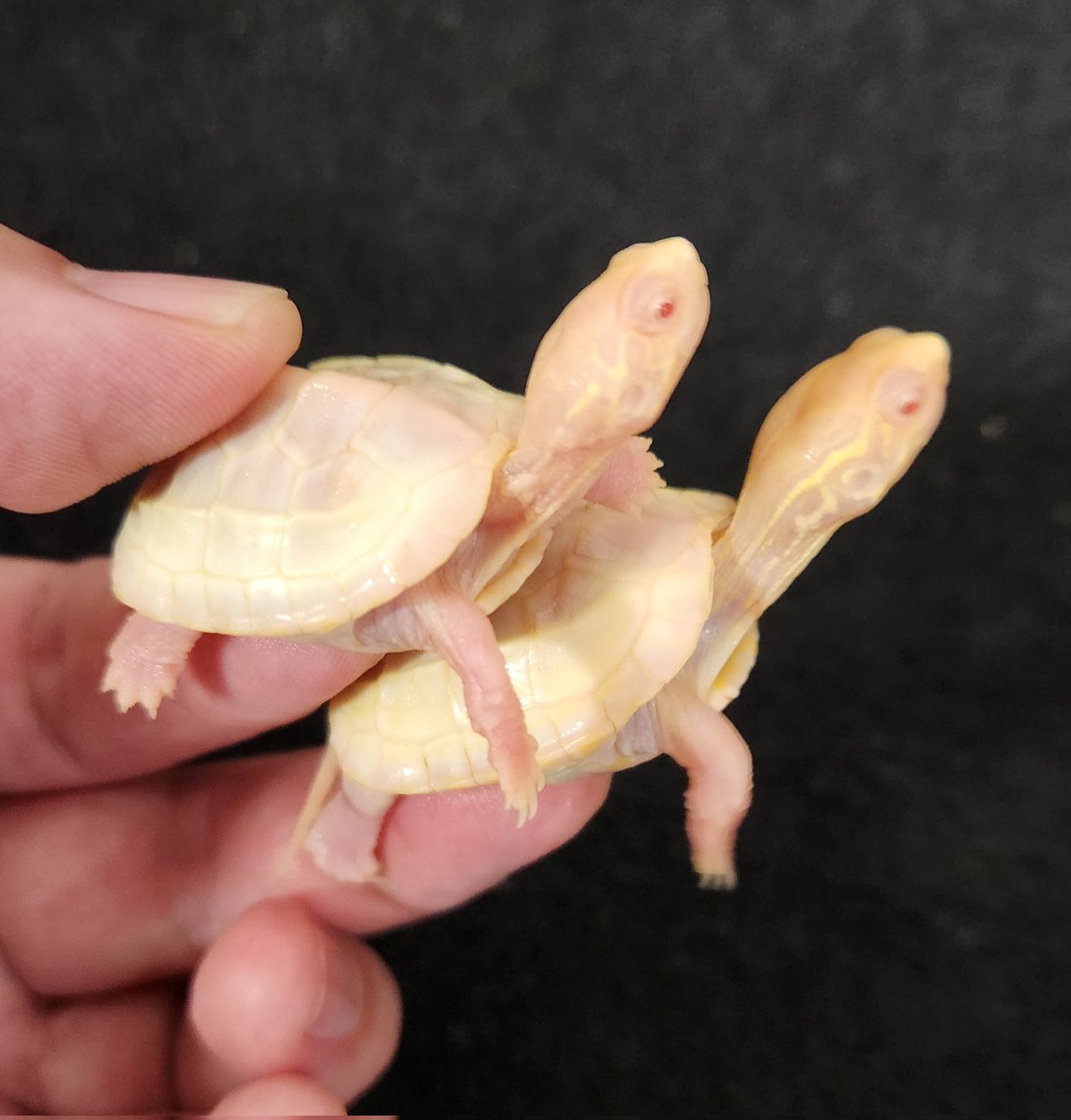 T−アルビノクサガメ　ベビ～

T−アルビノクサガメ　ベビ～
複数入荷致しました🎵